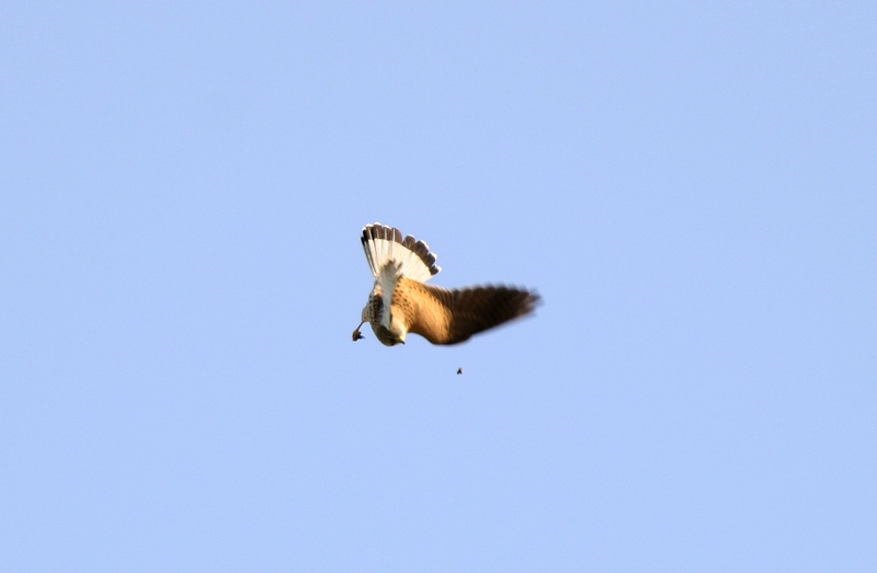 Avifauna humor